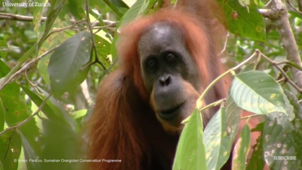 Video: PanEco, Sumatran Orangutan Conservation Programme