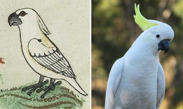 A sárgabóbitás kakadu legrégebbi ábrázolására bukkantak a Vatikán könyvtárában