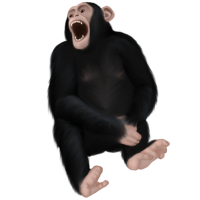 Maki - Csimpánz