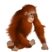 Lala - Orangután