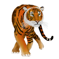 Sarah - Szumátrai tigris