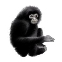 Georgi - Sziamang gibbon