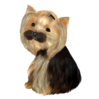 Tama - Yorkshire terrier