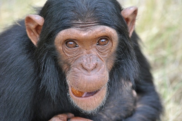 A &quot;gúnyember&quot; élete, avagy a csimpánz hétköznapjai