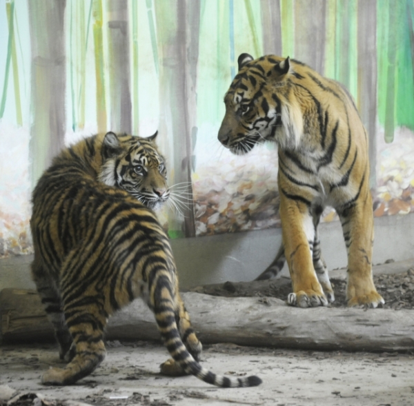 Szumátrai tigris érkezett a Nyíregyházi Állatparkba