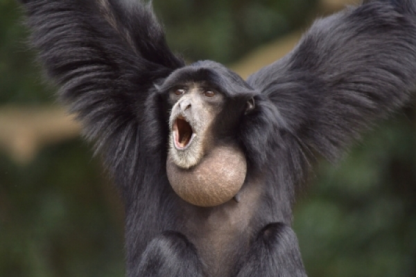 Európa legidősebb sziamang majomfajtája a Nyíregyházi Állatparkban él